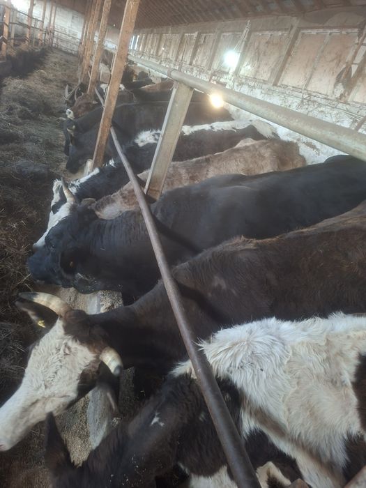 vaci, vaca cu vitel, vaci gestante, junici