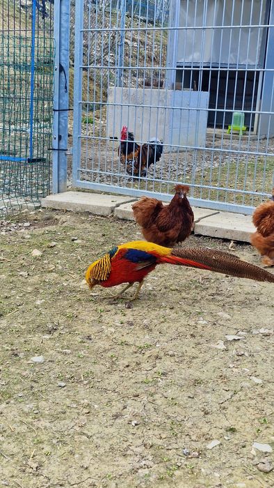 Plasă  Voliere Păsări protectie și siguranță