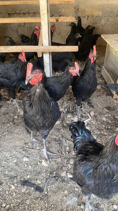 Qora shaxzoda tuxumlari sotiladi.