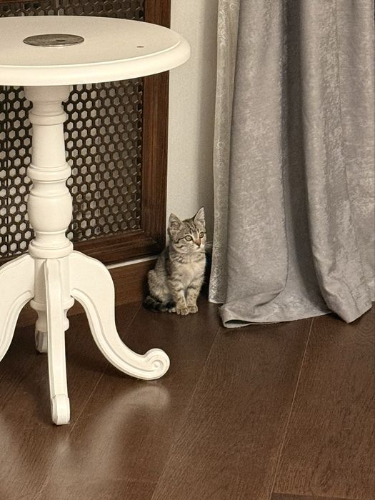 милый котенок алматы