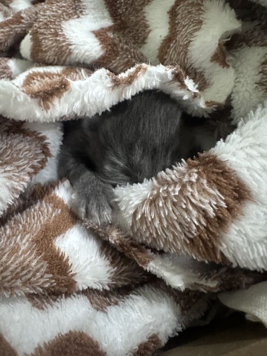 Отдаю котенка, в добрые руки