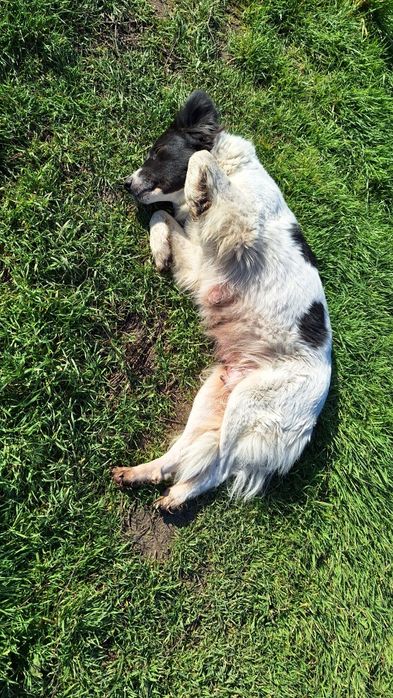 Подаряват се 6 броя малки кученца.