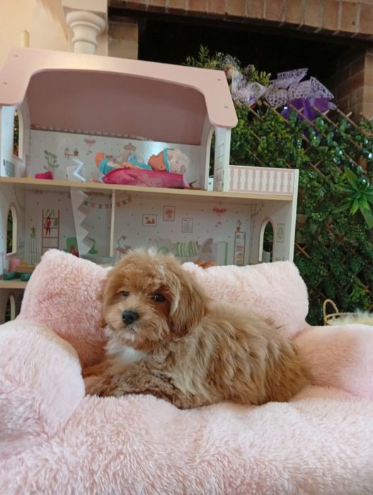 Fetita maltipoo mini