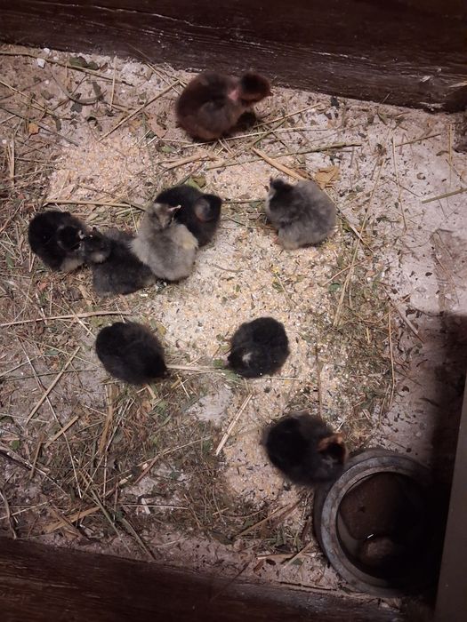 Vănd cloșcă cu 8 puișori