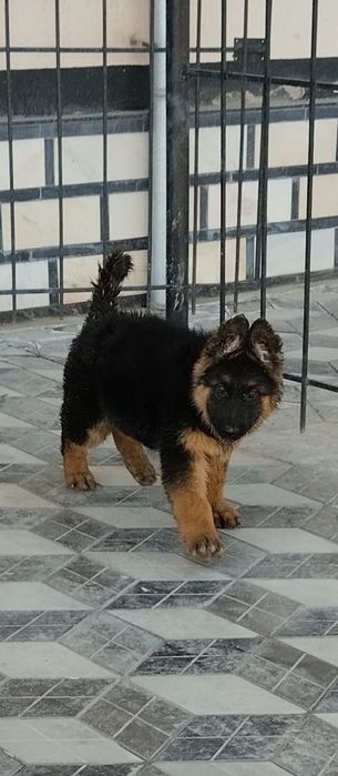 Немецкая овчарка