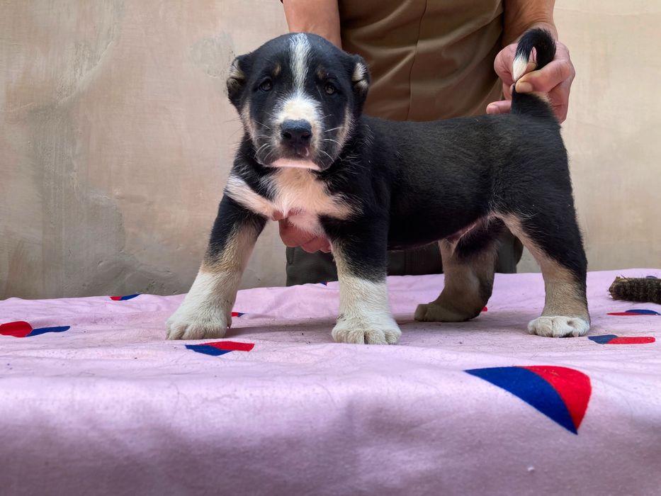 Щенок Туркменского Алабая ( чистокровный )