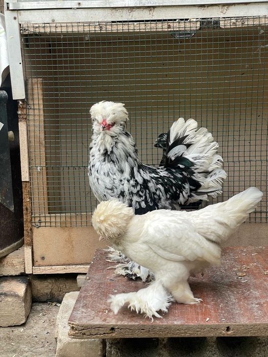 Ogzida top bilan sariq porno