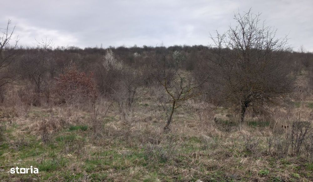 Teren pentru construcții, 47110 mp,zona Orizont,LIVEZENI