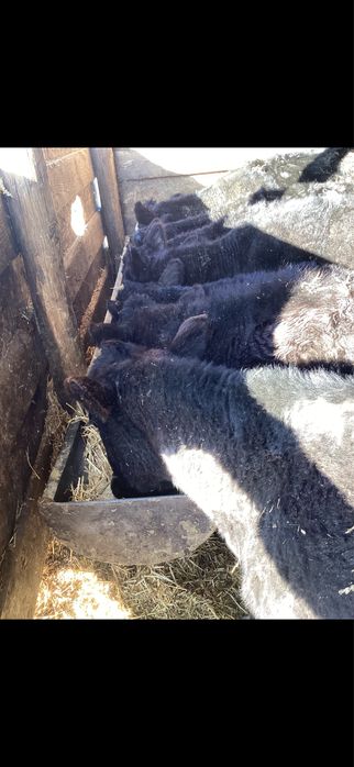 5 taurasi si 2 vitele