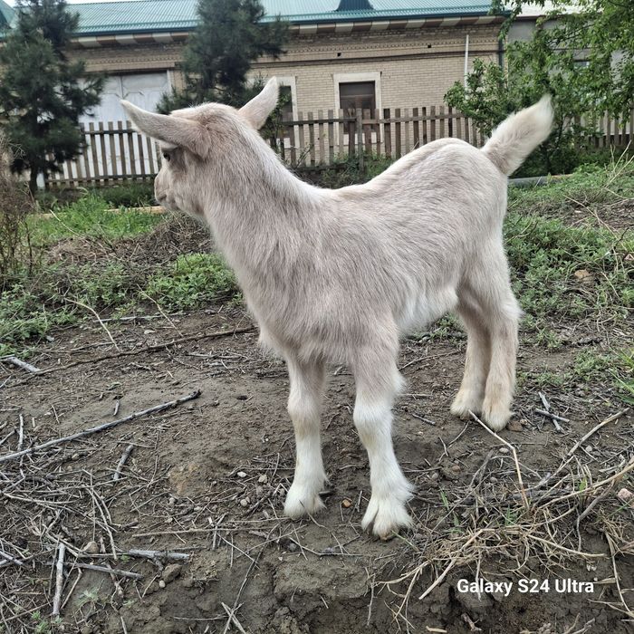 Зотли эчки болалари фермадан