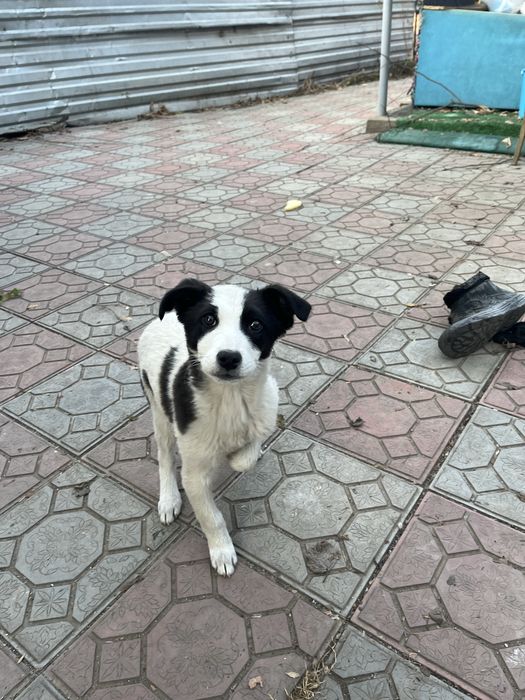 щеночек (девочка)