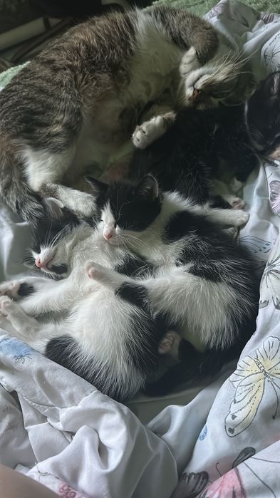 Отдам котят в добрые руки