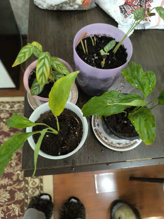 Отдам комнатные цветы