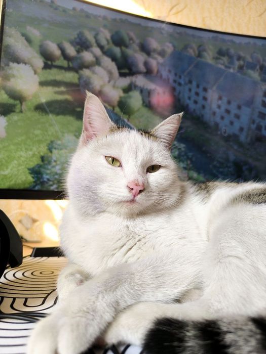 Кот Тайлер ищет семью