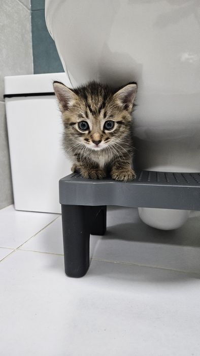 Котята ищут хозяев