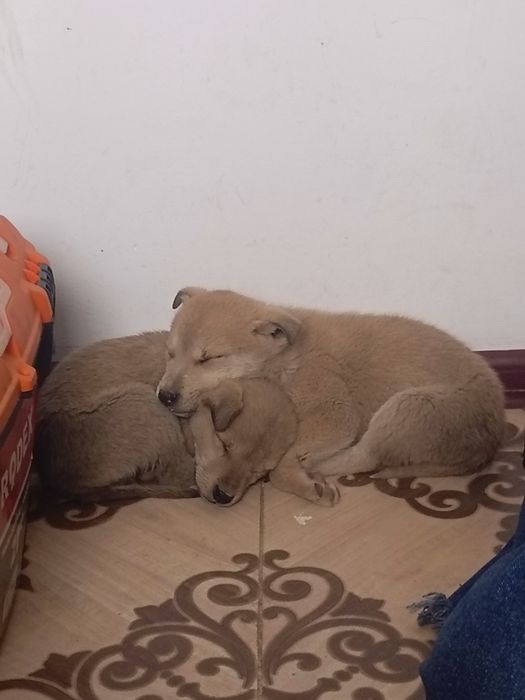 Срочно щенята ищут дом