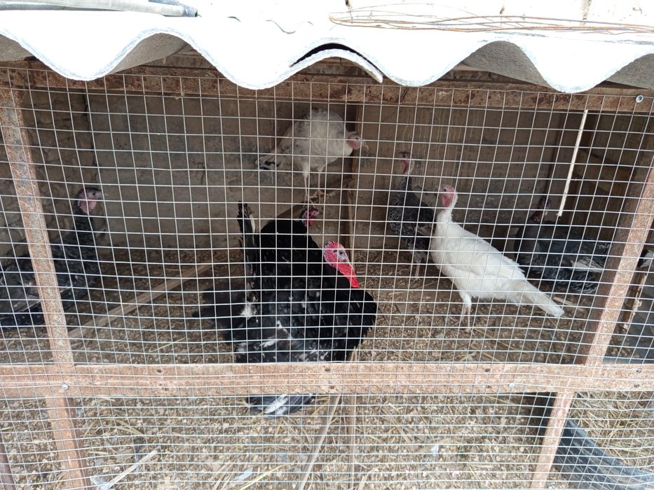 Куркалар сотилади