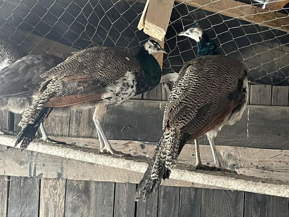 Pauni masculi de 1 an