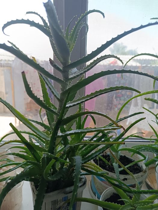 продам алоэ старшие 3 лет