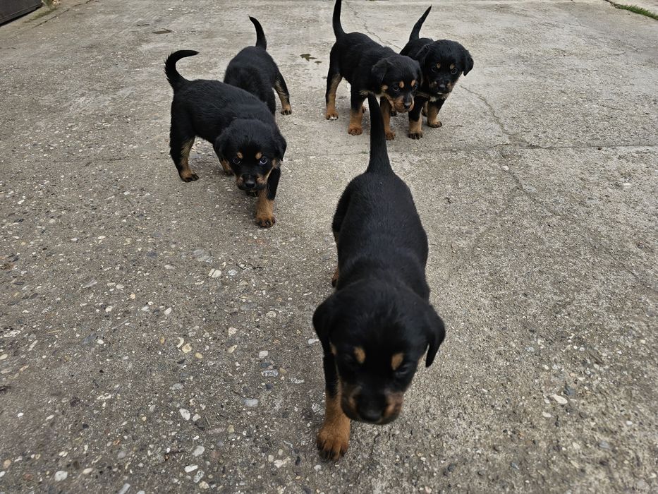 Donez pui câine metis