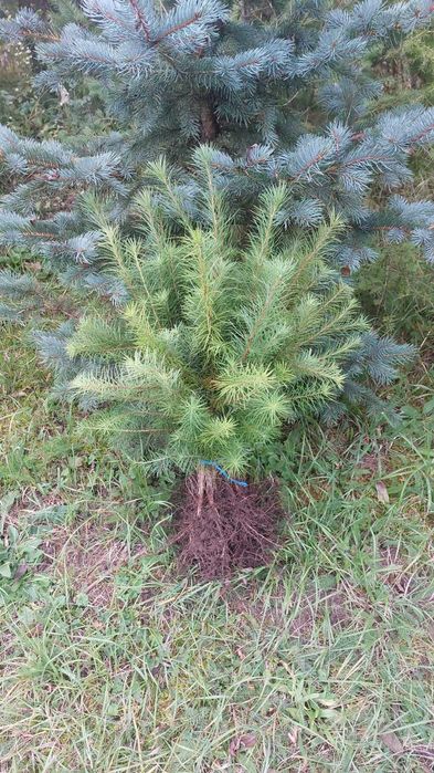 Puieti larice japoneza- Larix kaempferi