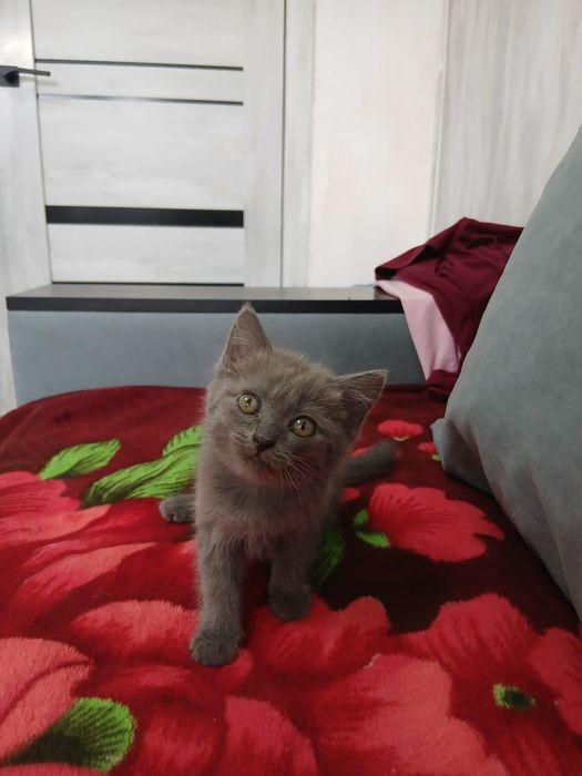 Продам милого котенка