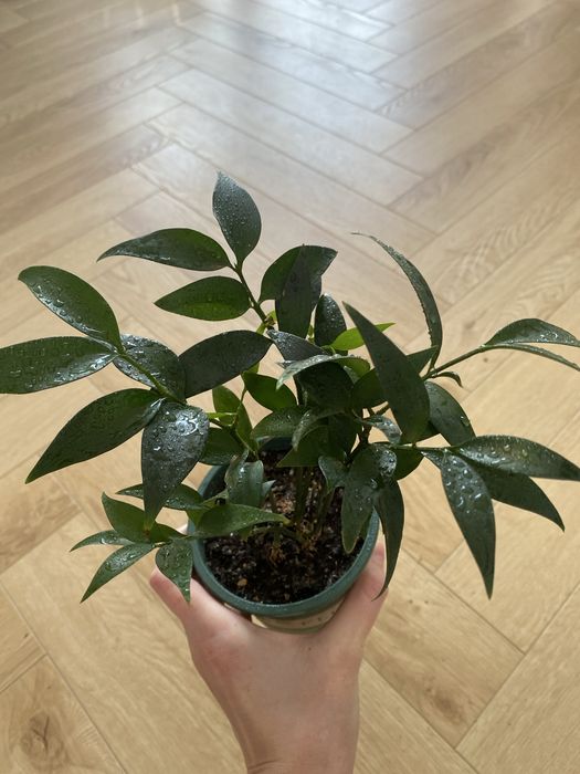 Рукус иглица рукус