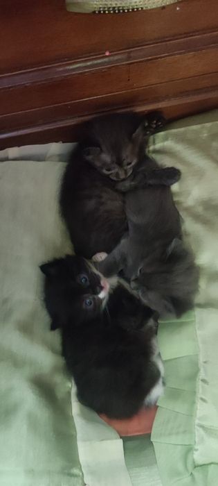 Котята полукровки