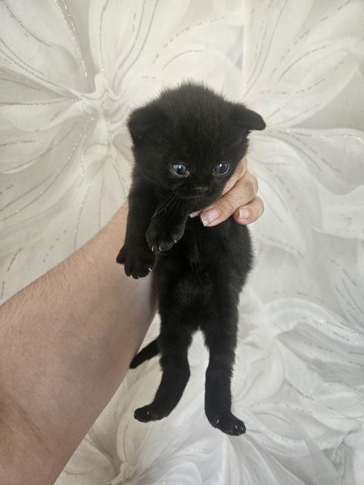 Продам милых котят