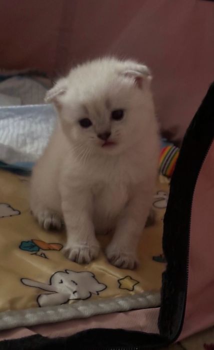 шотландский котенок