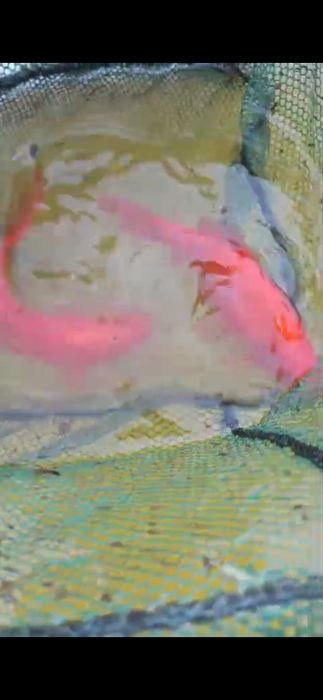 Рыба прудовая камета