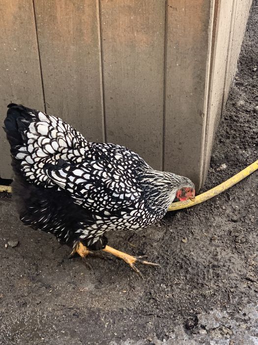 Vand familie gaini rasa Wiandotte argintiu