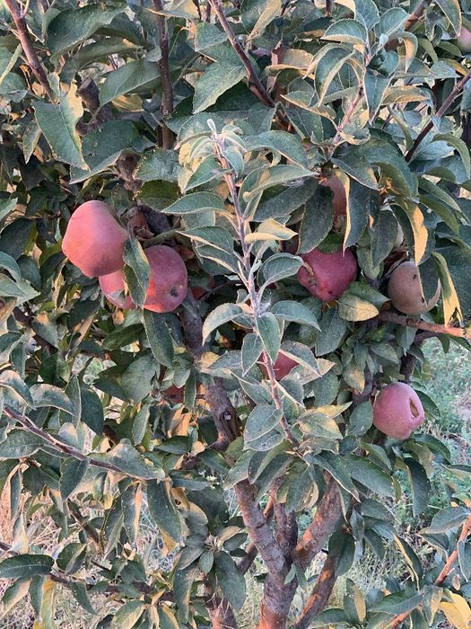 8gektar mevali bogʻ ijaraga beriladi! Parkent tumanida!!