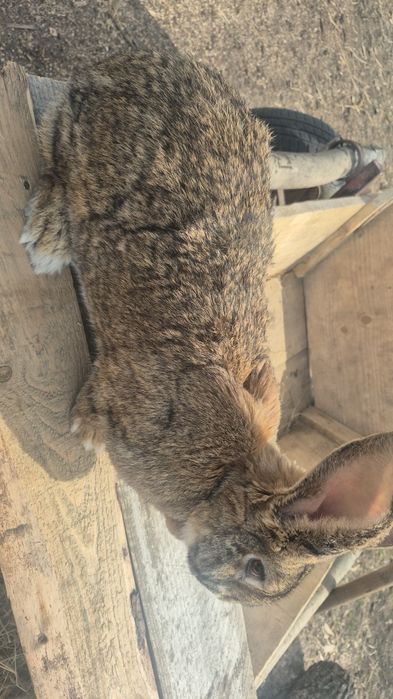 Femela uriaș german