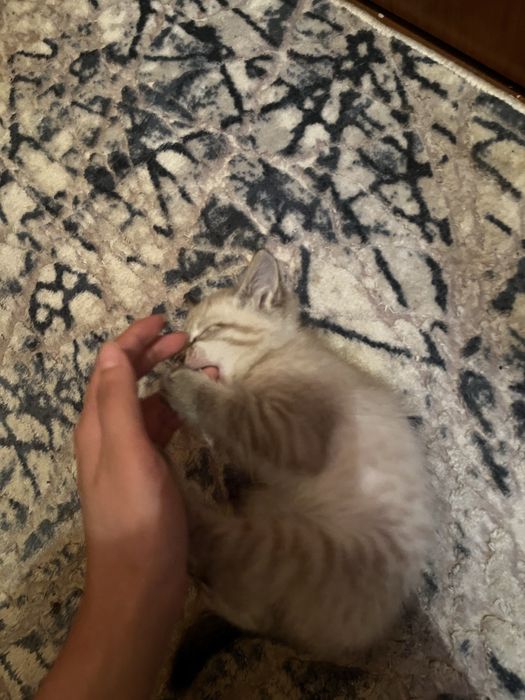 Отдам котенка в хорошие руки