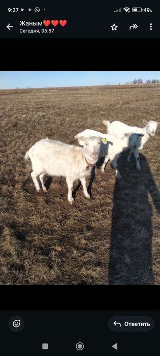 Продам дойных коз!