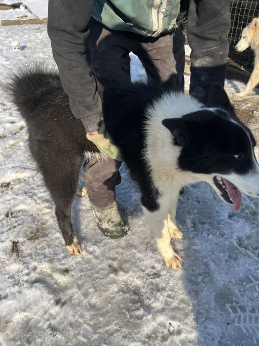 Собаки лайки,кобель и сука