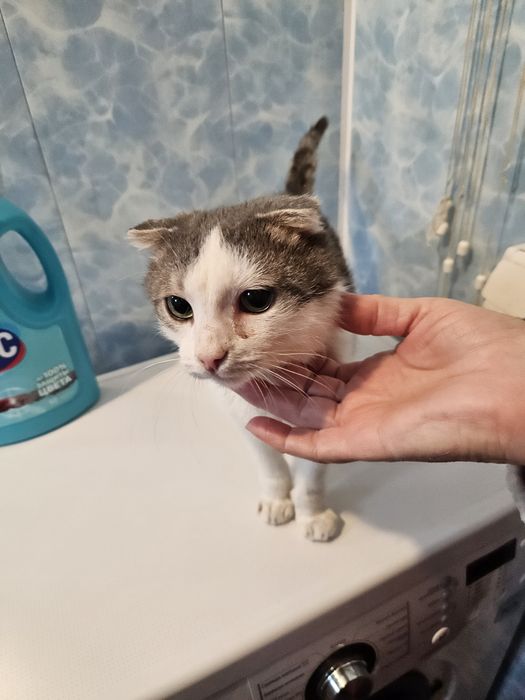 Отдадим в хорошие руки котика