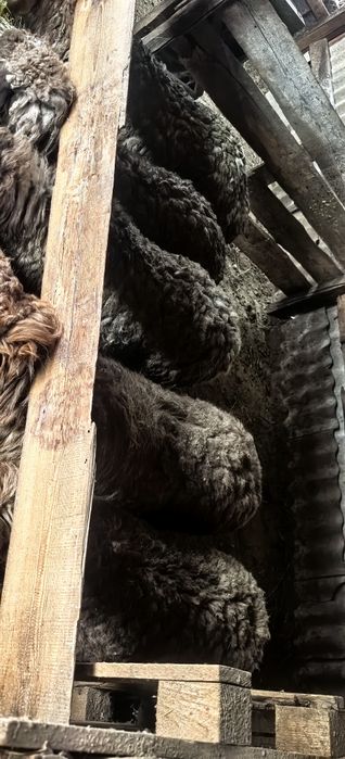 Семіз тоқты қошқарлар