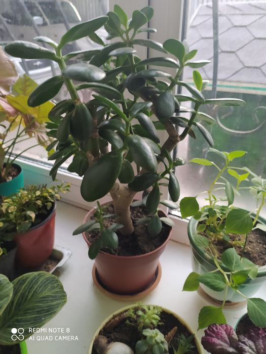 Комнатные цветы.