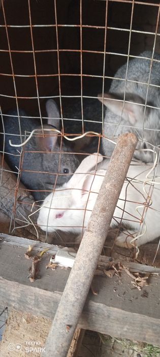 Quyonlar sotiladi ona bola erkak aralash 3 ta bolasi 1 ta onasi