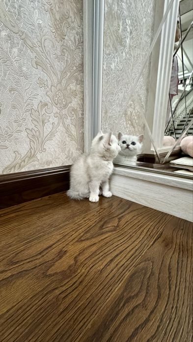 Продаётся чистокровный котята серебристый шиншилла