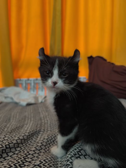Домашние котята керл