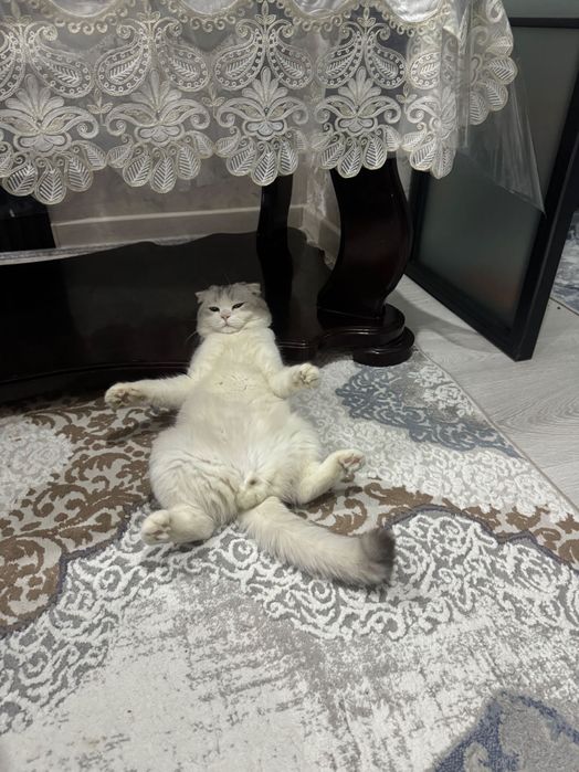 Шотландский вислоухий кот, возраст 2