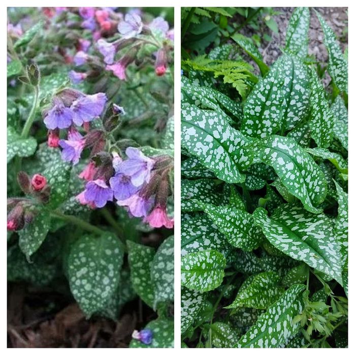 Цветы садовые многолетние