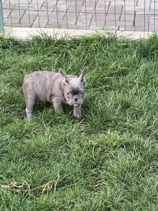 Девочка французского бульдога