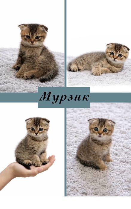 Котенок вислоухий