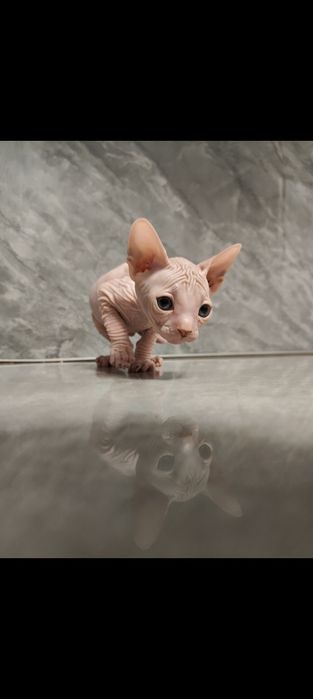 Котята канадского сфинкса