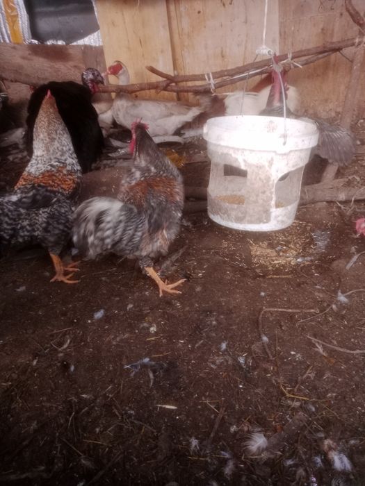 Продам петух продам