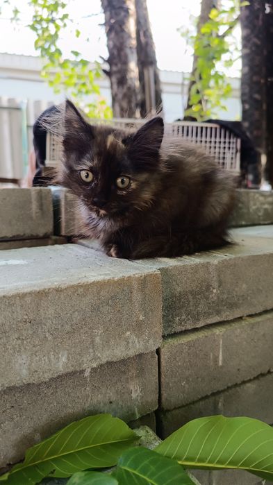 Отдам котят в добрые руки